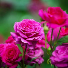 Climbing Rose Rosa Hybrid Seeds for climbing cover in the Outdoor Balcony Garden