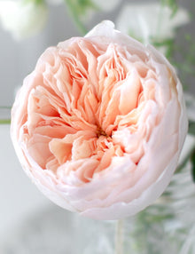 Juliet Rose Seeds (Rosa spp.) for colorful blooms in the Flower Bed & Garden