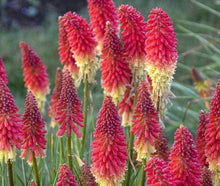 Torch Lily Seeds (Kniphofia uvaria) for growers filling out the Flower Pollinator Garden