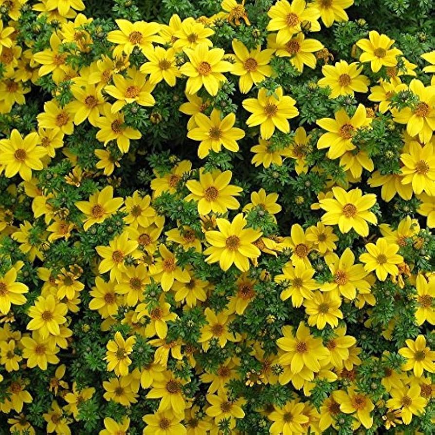 Bidens flower Bidens ferulifolia annual seeds for planting in home garden or sunny balcony containers