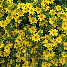 Bidens flower Bidens ferulifolia annual seeds for planting in home garden or sunny balcony containers