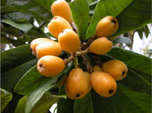 Uvaria Grandiflora Seeds grown for exotic Tropical Fruit Shrub