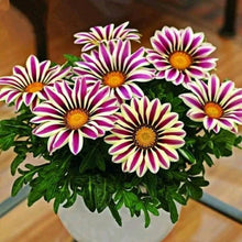 Pink and orange Gazania flower seeds
