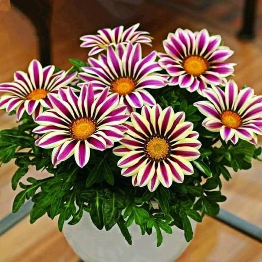Pink and orange Gazania flower seeds