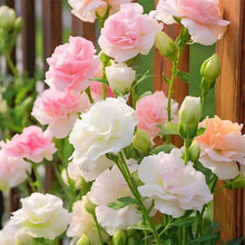 Bonsai Lisianthus Eustoma Grandiflorum Seeds for a lasting addition to the Indoor Balcony Displays