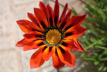 Talent Reds Gazania Seeds (Gazania rigens) for seasonal color across the home garden flower bed