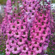 Giant Delphinium Cultorum Seeds for gardeners building out beds and borders