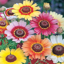 Rainbow Daisy Seeds (Bellis perennis) for growers filling out the colorful groundcover and home garden planting