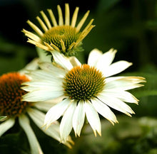 White Coneflower Echinacea Seeds prized for beautiful White Blooms