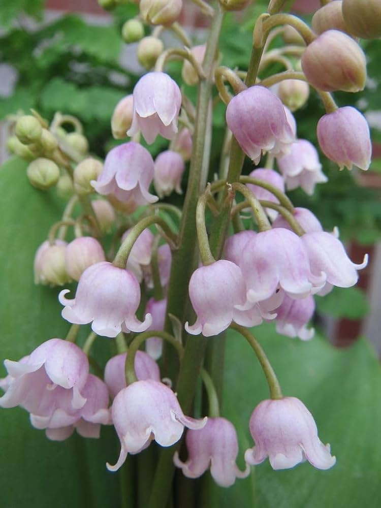 Lily Convallaria Majalis Lily of the Valley Flower Seeds for Planting – Fragrant Spring Flowers for Shaded Gardens
