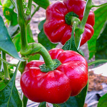 Graines de Poivron Topepo Rosso Pepper Seeds for a reliable harvest in the vegetable patch