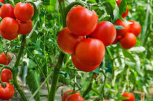 Great White Tomato Seeds (Solanum lycopersicum) for productive rows in the backyard kitchen gardens