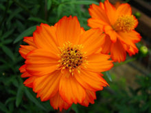 Cosmos Cosmic Orange Seeds known for annual Flowers Seeds