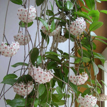 Hoya Orchid ��������� Hoya spp. ��������� for planting in indoor bonsai pots