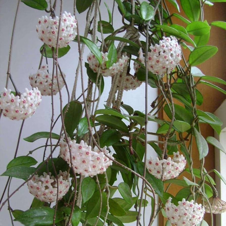 Hoya Orchid ��������� Hoya spp. ��������� for planting in indoor bonsai pots