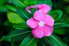 Ornamental Pots in Garden Vinca Nayantara Seeds for a colorful addition to any planting