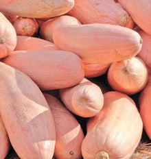 Jumbo Pink Banana Squash Seeds for a productive addition to the vegetable patch