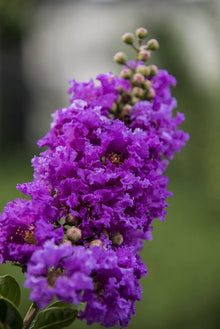 Light Purple Crepe Myrtle Seeds valued for new Season