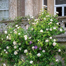 Rose Seeds for a lasting display in the White Garden