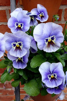 Violet and blue pansy flower seeds