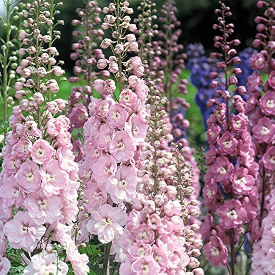 Pink Delphinium Elatum mix for planting in home garden flower border