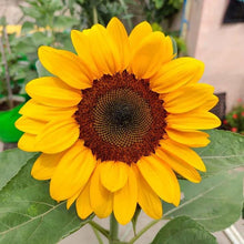 Chianti Sunflower Seeds for growers filling out the Helianthus bed pollinator garden