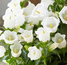 Campanula Canterbury Double White Bell Seeds valued for graceful White Flowers