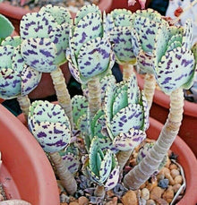 Kalanchoe Seeds (Kalanchoe spp.) for colorful blooms in the Home Garden & Flower Bed
