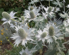 Alpine Sea Holly Seeds (Eryngium spp.) for growers filling out the rock gardens and pollinator beds
