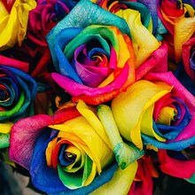 Rose Rosa Hybrida Mixed Colors Rainbow Seeds for colorful blooms in the Home Cut Flower Beds