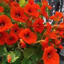 Nasturtium Seeds for a bright addition to the Flower Urban Gardens