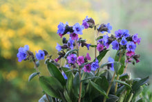 Pulmonaria Plants for a lasting display in the Shade Garden