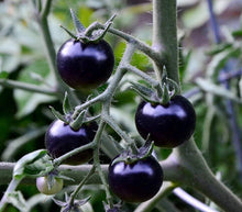 Purple Tomato Seeds (Solanum lycopersicum) for a fresh homegrown crop from the Raised Urban Garden