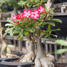 Rare Desert Rose Bonsai Plant for Balcony or Indoor Plants for growers establishing the Balcony or Indoor Garden