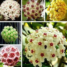 Hoya Hoya Carnosa Rare Seeds for a lasting display in the Home Indoor Pots