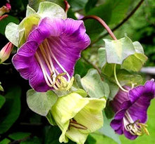 Cobaea Climbing Plant Seeds (Cobaea scandens) for vertical growth across the Flower Bed & Urban Garden