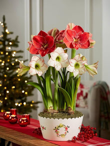Amaryllis Seeds for a colorful addition to any planting