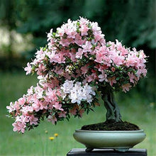 Cherry Blossom Prunus Serrulata Japanese Sakura Seeds grown for home Landscaping