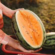Organic Orangeglo Watermelon Israeli Fresh Seeds for a productive addition to the vegetable patch