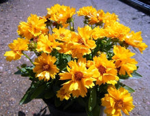 Leavenworth's Tickseed Seeds for seasonal color across the Wildflower Gardens