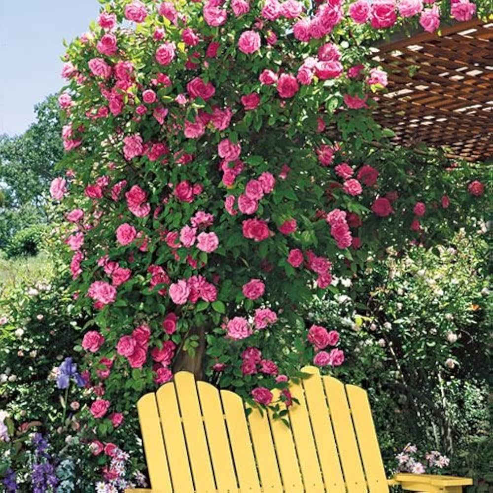 Rose Mixed Rose Flower - for planting in home garden