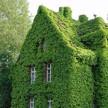 Ivy Seeds (Hedera helix) for vertical growth across the Garden