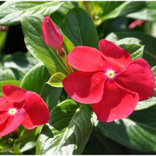 Vinca Seeds (Catharanthus roseus) for gardeners building out beds and borders