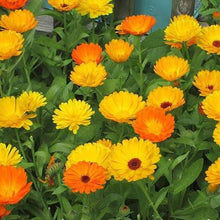 Heirloom Seeds (Calendula officinalis) for reliable seasonal color