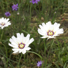 Cupids Dart white flower seeds for cottage garden