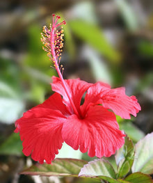 Hibiscus Moscheutos Rare Giant Viola Seeds for a bright addition to the Bold, Decorative Garden Spaces