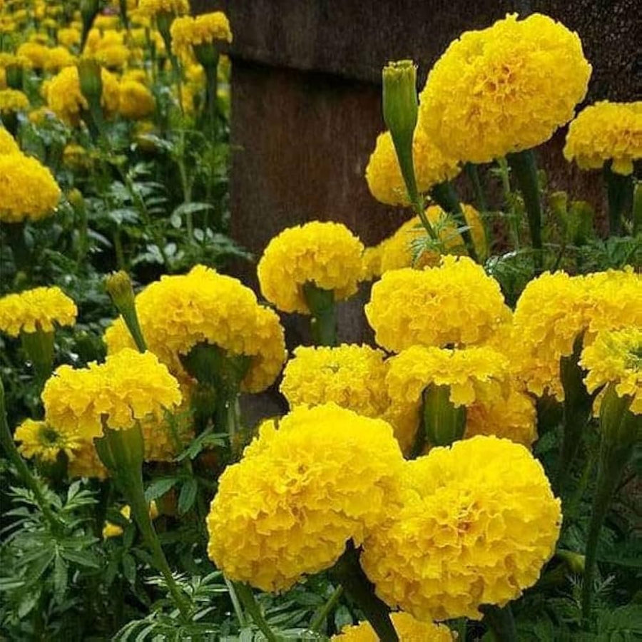 Tagete Sparky flowers grown from bulk seeds with bicolor maroon and yellow petals and compact growth