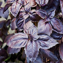 Red Basil Plants for a fragrant addition to the herb patch
