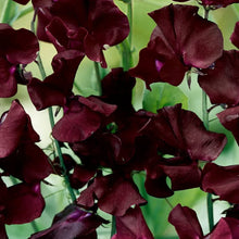 Beaujolais Sweet Pea Seeds (Lathyrus odoratus) for growers stocking the trellises and balcony gardens