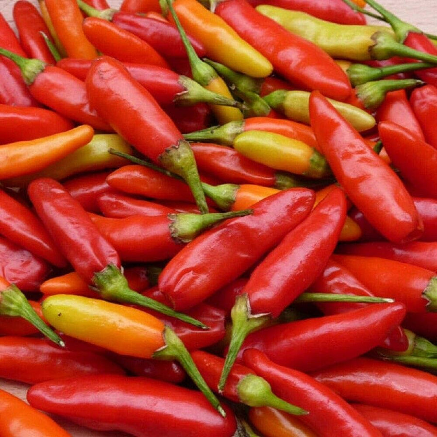 Pepper Pots for planting in home garden.